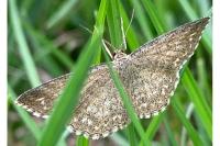 Scopula immorata