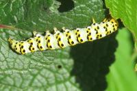 Cucullia lychnitis
