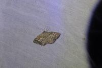 Scopula tessellaria