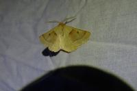 Crocallis elinguaria