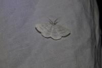 Cabera pusaria
