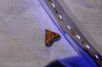 Pyrausta aurata
