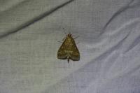 Ostrinia nubilalis