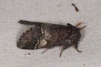 Drymonia querna