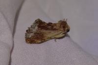 Ptilodon cucullina