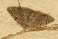 Metachrostis velox