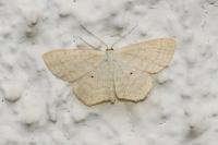 Scopula immutata