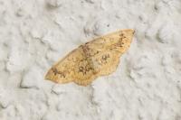 Cyclophora annularia