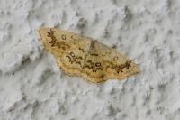 Cyclophora annularia