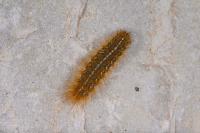 Ocnogyna parasita