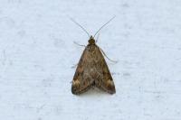 Pyrausta despicata
