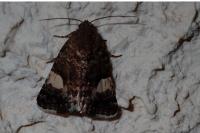 Tyta luctuosa