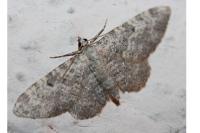 Eupithecia impurata