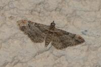 Gymnoscelis rufifasciata