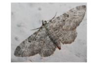 Eupithecia impurata