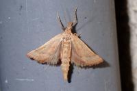 Synaphe punctalis