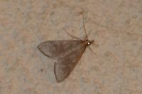 Mecyna asinalis