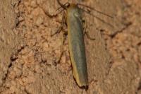 Manulea complana