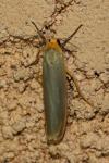 Manulea complana