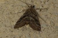 Parapoynx stratiotata