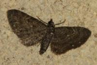 Eupithecia tripunctaria