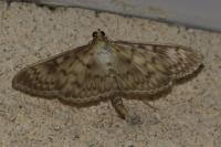 Patania ruralis