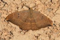 Watsonalla binaria