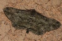 Peribatodes rhomboidaria rhomboidaria