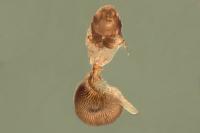 Eupithecia vulgata