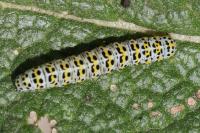 Cucullia verbasci