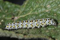 Cucullia verbasci
