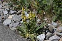 Cucullia verbasci