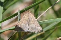 Pyrausta aerealis