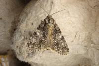 Acronicta rumicis
