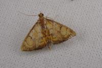 Anania verbascalis