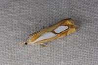 Catoptria pinella