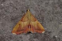 Endotricha flammealis