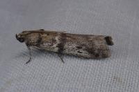 Ephestia welseriella