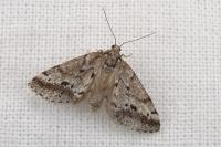 Eumannia oranaria