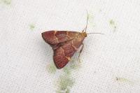 Hypsopygia rubidalis