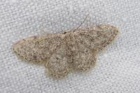 Idaea alyssumata/typicata