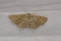Idaea belemiata helianthemata
