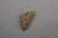 Idaea circuitaria