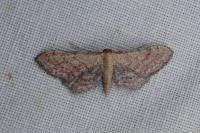 Idaea infirmaria