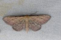 Idaea infirmaria