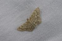 Idaea moniliata