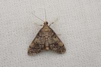 Metasia cuencalis bourgognei