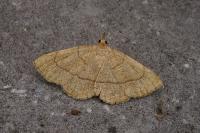 Paracolax tristalis