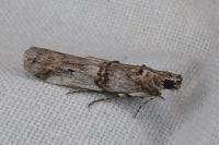 Pempelia palumbella