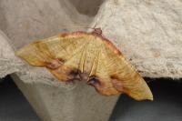Plagodis dolabraria